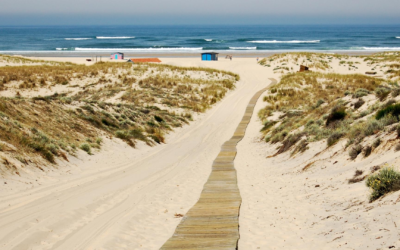 Découvrez le bassin d’arcachon entre dunes, culture et écologie vibrante